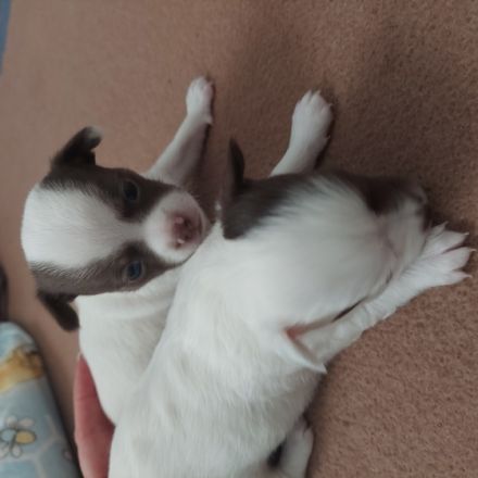 2 Junge Langhaar bereits zu Reservierung