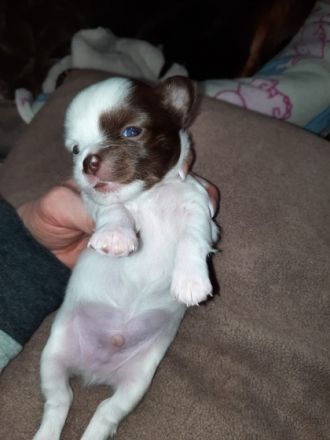 2 Junge Langhaar bereits zu Reservierung