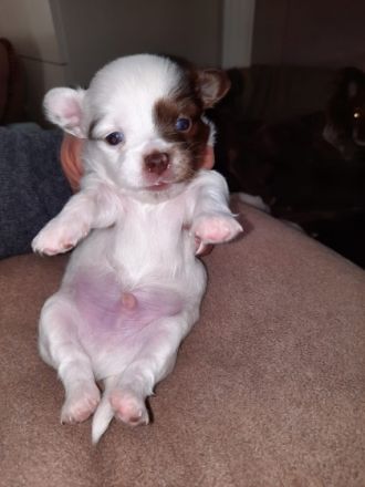 2 Junge Langhaar bereits zu Reservierung