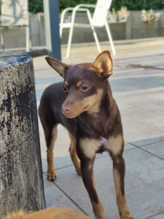 Wir wollen unsere Hunde Dame abgeben sie ist 6 monate