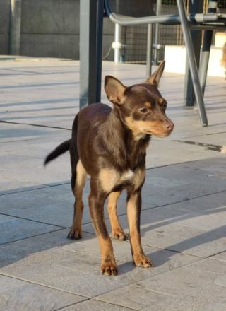 Wir wollen unsere Hunde Dame abgeben sie ist 6 monate