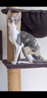 Aus unserer kleinen Hobbyzucht mit eig. Deckkater,
