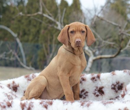 Ein wunderschöner Magyar Vizsla Rüde mit FCI Papieren