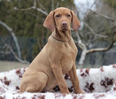 Ein wunderschöner Magyar Vizsla Rüde mit FCI Papieren