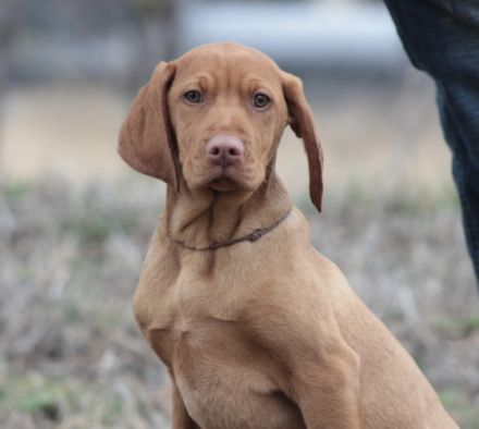 Ein wunderschöner Magyar Vizsla Rüde mit FCI Papieren