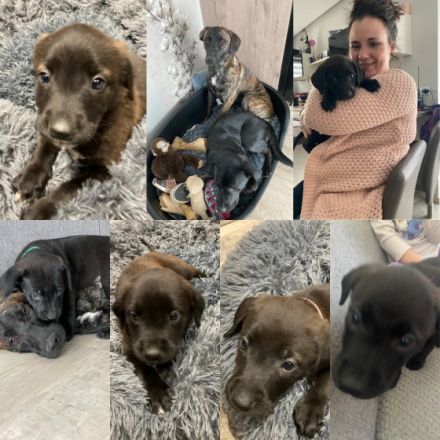 3 Kleine Mädchen suchen noch ein liebevolles Zuhause