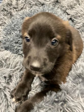 3 Kleine Mädchen suchen noch ein liebevolles Zuhause