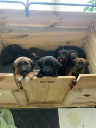 3 Kleine Mädchen suchen noch ein liebevolles Zuhause