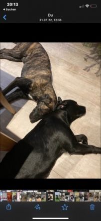 3 Kleine Mädchen suchen noch ein liebevolles Zuhause