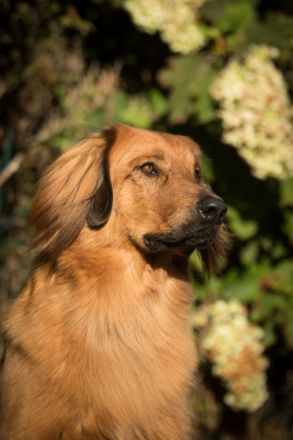 Lord Oscar von den Ruhrwiesen