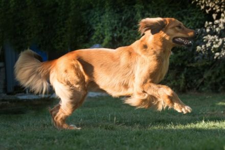 Lord Oscar von den Ruhrwiesen