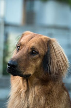 Lord Oscar von den Ruhrwiesen