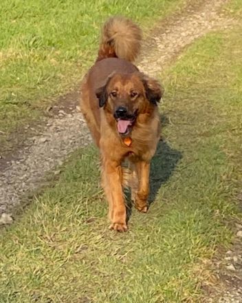 Lord Oscar von den Ruhrwiesen