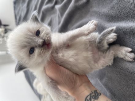 Unsere wunderschöne Ragdolldame Kiki hat am 17.02.2022