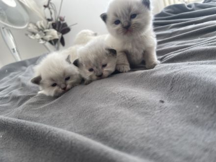 Unsere wunderschöne Ragdolldame Kiki hat am 17.02.2022