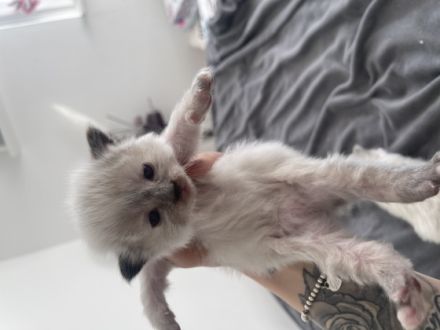 Unsere wunderschöne Ragdolldame Kiki hat am 17.02.2022