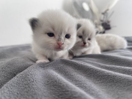 Unsere wunderschöne Ragdolldame Kiki hat am 17.02.2022