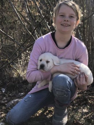 Wunderschöne reinrassige Labrador Welpen mit Papiere ,