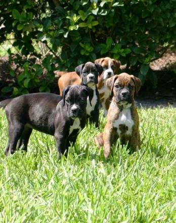 Hallo liebe Boxer Freunde/Fans, 6 Rüden u.4 Hündinnen.