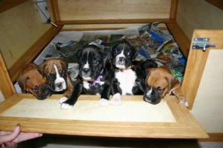 Hallo liebe Boxer Freunde/Fans, 6 Rüden u.4 Hündinnen.