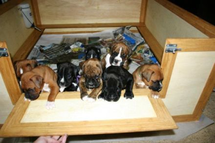 Hallo liebe Boxer Freunde/Fans, 6 Rüden u.4 Hündinnen.