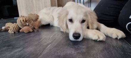 Hallo, unser kleiner Sonnenschein ist nun abgabebereit.