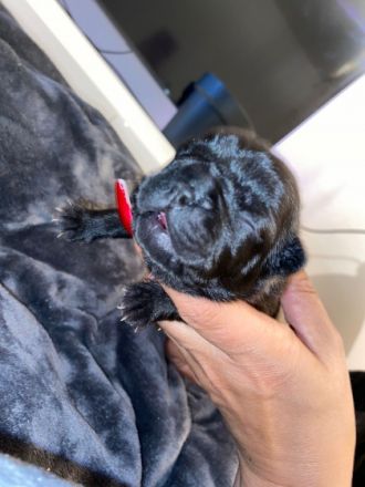 Unsere Hündin Bella, hat am 13.3.22 6 gesunde Welpen