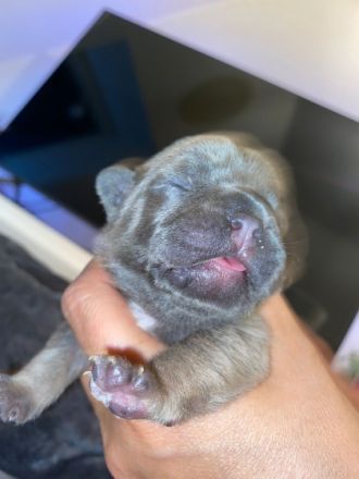 Unsere Hündin Bella, hat am 13.3.22 6 gesunde Welpen