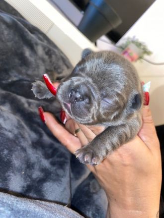 Unsere Hündin Bella, hat am 13.3.22 6 gesunde Welpen