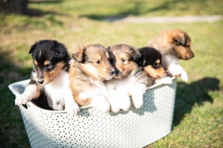 Wir haben Jungs in tricolor und dark sable zu buchen.