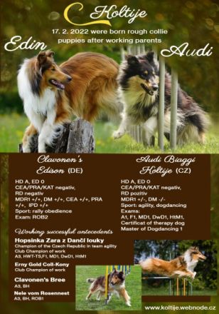 Wir haben Jungs in tricolor und dark sable zu buchen.