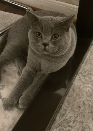 Balu, Manchmal passieren Dinge die nicht vorhersehbar