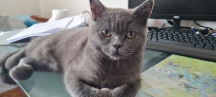 BKH, Wir suchen eine nette, tierfreundliche Familie für