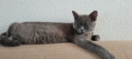 BKH, Wir suchen eine nette, tierfreundliche Familie für