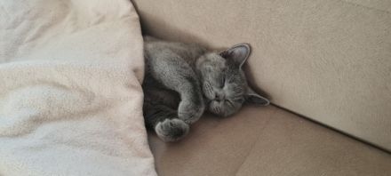 BKH, Wir suchen eine nette, tierfreundliche Familie für