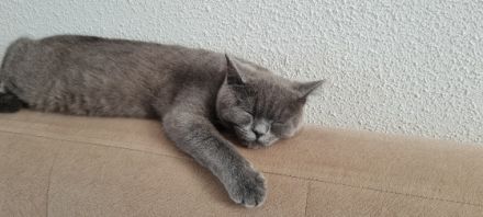 BKH, Wir suchen eine nette, tierfreundliche Familie für