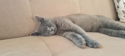 BKH, Wir suchen eine nette, tierfreundliche Familie für