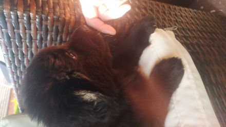 Mutter: Deutscher Schäferhund/garmanischer Bärenhund