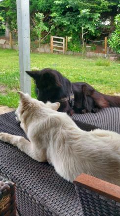 Mutter: Deutscher Schäferhund/garmanischer Bärenhund