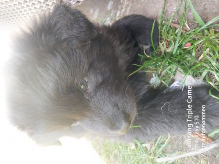 Mutter: Deutscher Schäferhund/garmanischer Bärenhund