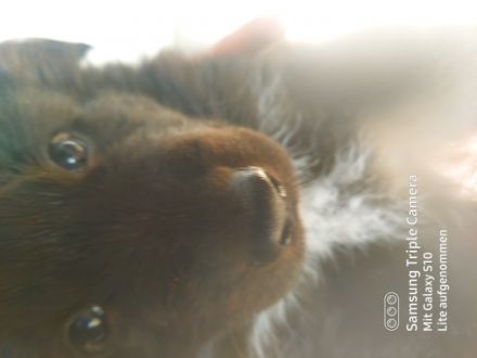 Mutter: Deutscher Schäferhund/garmanischer Bärenhund