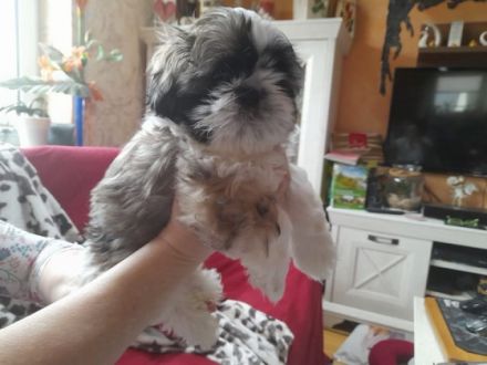Unsere süße kleine Shih Tzu Dame Issy hat am 06.01.22