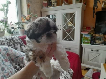 Unsere süße kleine Shih Tzu Dame Issy hat am 06.01.22