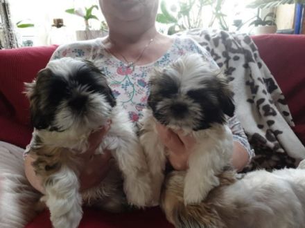Unsere süße kleine Shih Tzu Dame Issy hat am 06.01.22