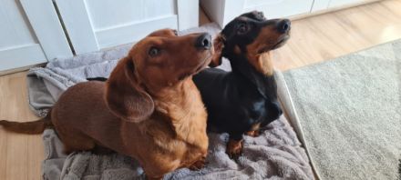 Wir sind am 25.2.2022 geboren und würden uns freuen