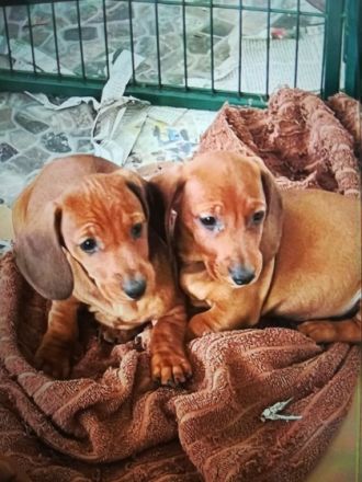 Zauberhafte, bildschöne, verschmuste KURZHAAR DACKEL