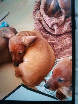 Zauberhafte, bildschöne, verschmuste KURZHAAR DACKEL