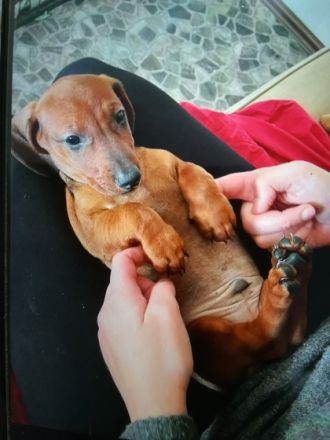 Zauberhafte, bildschöne, verschmuste KURZHAAR DACKEL