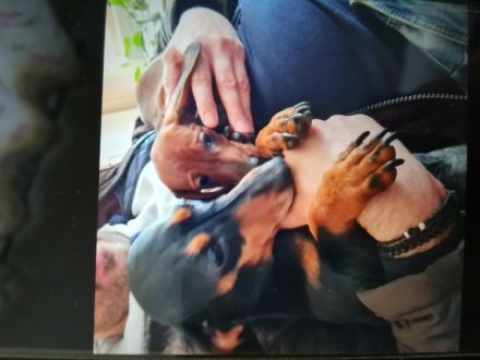 Zauberhafte, bildschöne, verschmuste KURZHAAR DACKEL