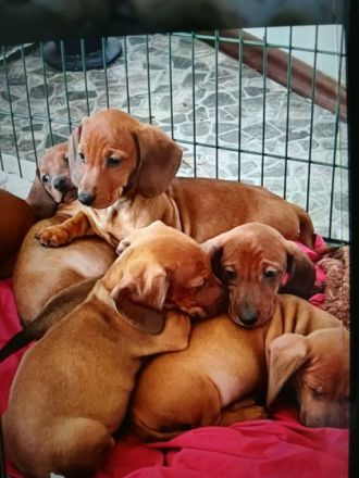 Zauberhafte, bildschöne, verschmuste KURZHAAR DACKEL